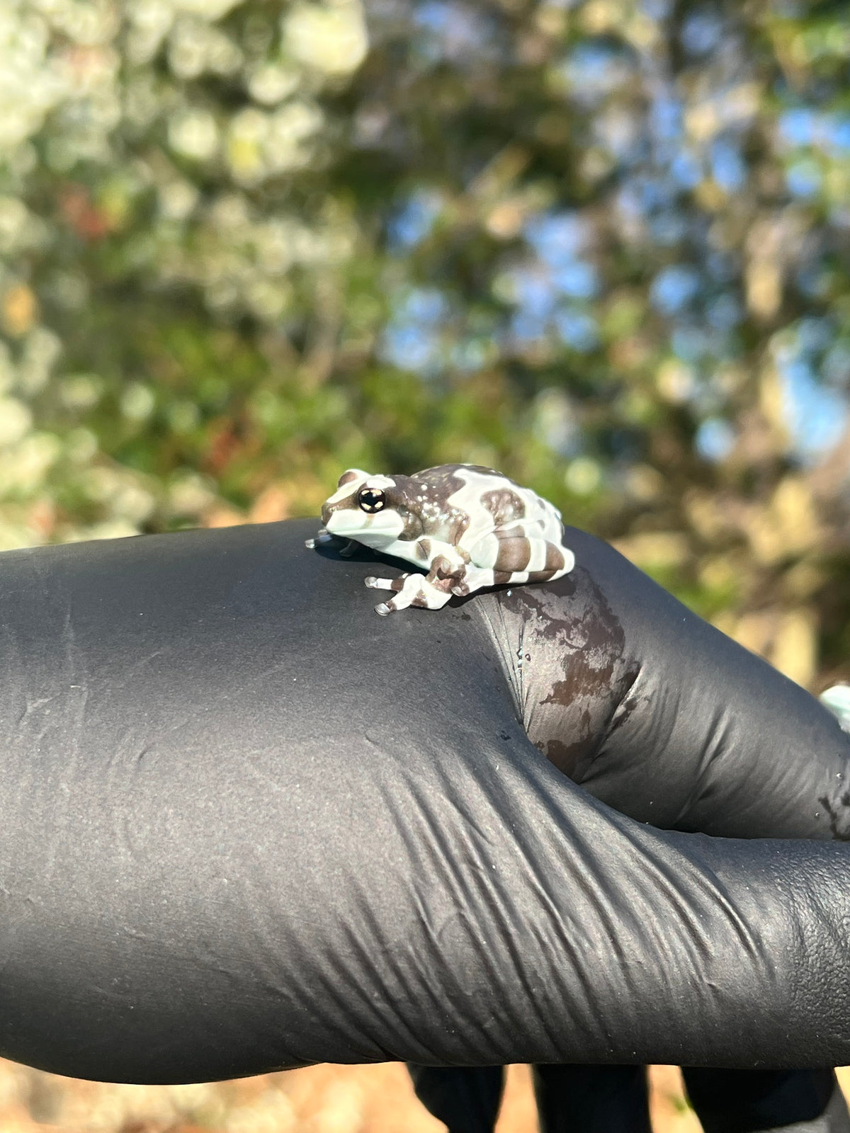 Amazon Milk Frogs For Sale | American Reptile Distributors