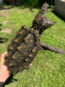 Alligator Snapping Turtle Sub Adult Female