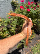 Red Salt Marsh Water Snake Adult Female