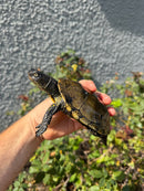 Franco-Italian Pond Turtle Adult Male