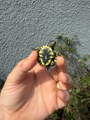West Coast Pond Turtle Baby