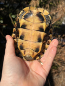 Malayan Snail-eating Turtle Adult Male