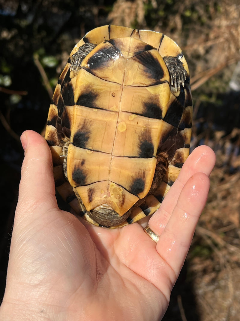 Malayan Snail-eating Turtles For Sale | American Reptile Distributors
