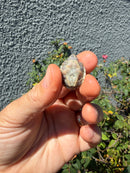 Pastel Clown Common Musk Turtle Baby 2026