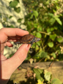 Keeled Box Turtle Baby