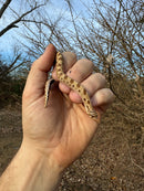 Anaconda Western Hognose Snake Female