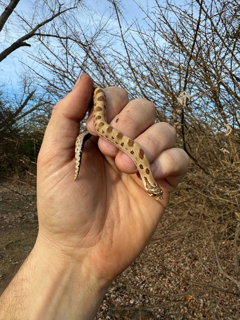 Anaconda Western Hognose Snake Female