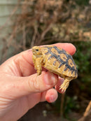Leopard Tortoise 2024