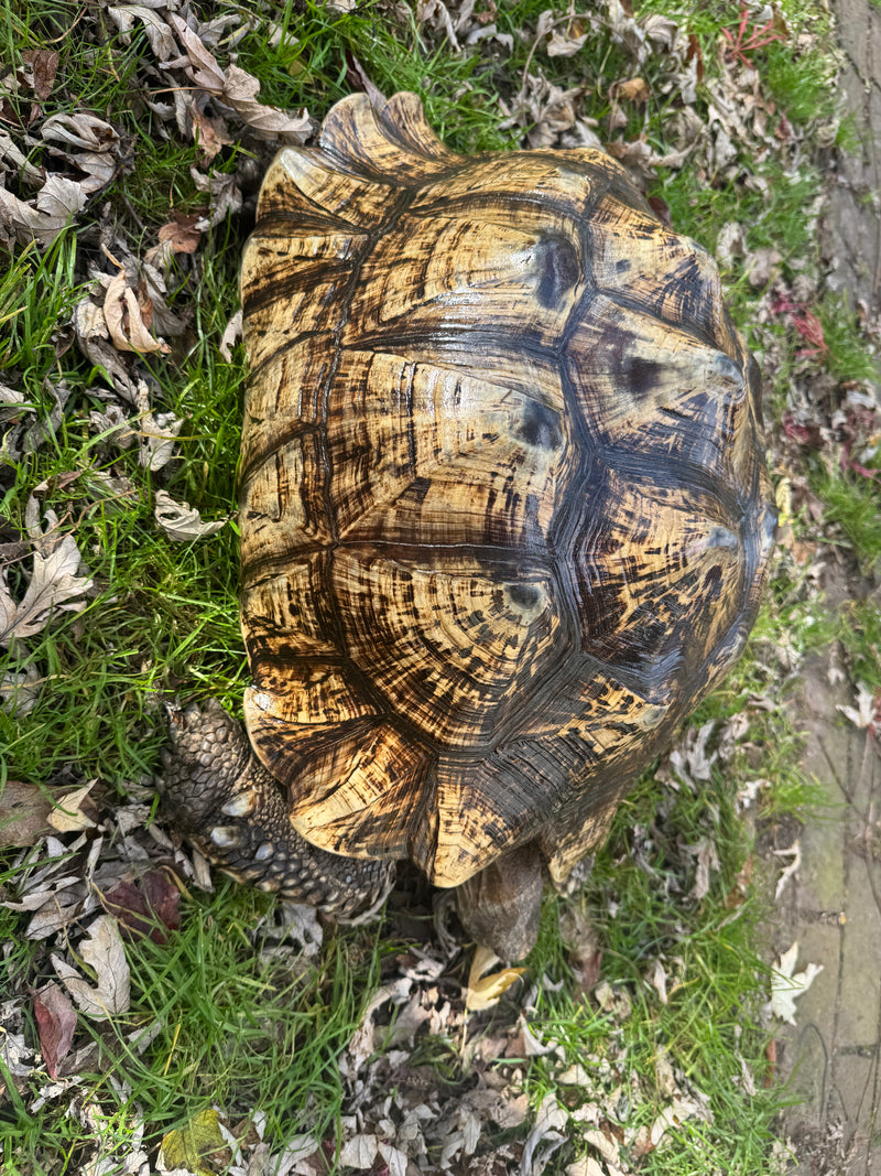 South African Giant Leopard Tortoise Adult Female