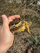 HI WHITE Leopard Tortoise 2024
