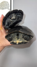 Melanistic Reeves Turtles Adult Pair