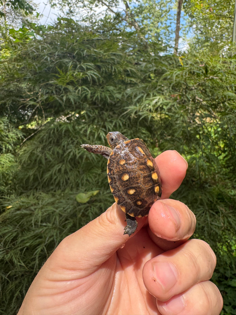 Hi Color Orange Baby Eastern Box Turtle