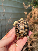 Leopard Tortoise 2024