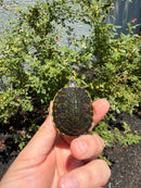 Florida Red Bellied Turtle X Peacock Slider