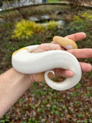 Hi White Banana Pied Ball Python Adult Female