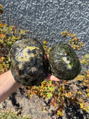 European Pond Turtle Adult Pair
