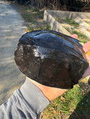 Black Marsh Turtle Adult Female