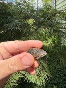 Pastel Clown Eastern Painted Turtle 2025