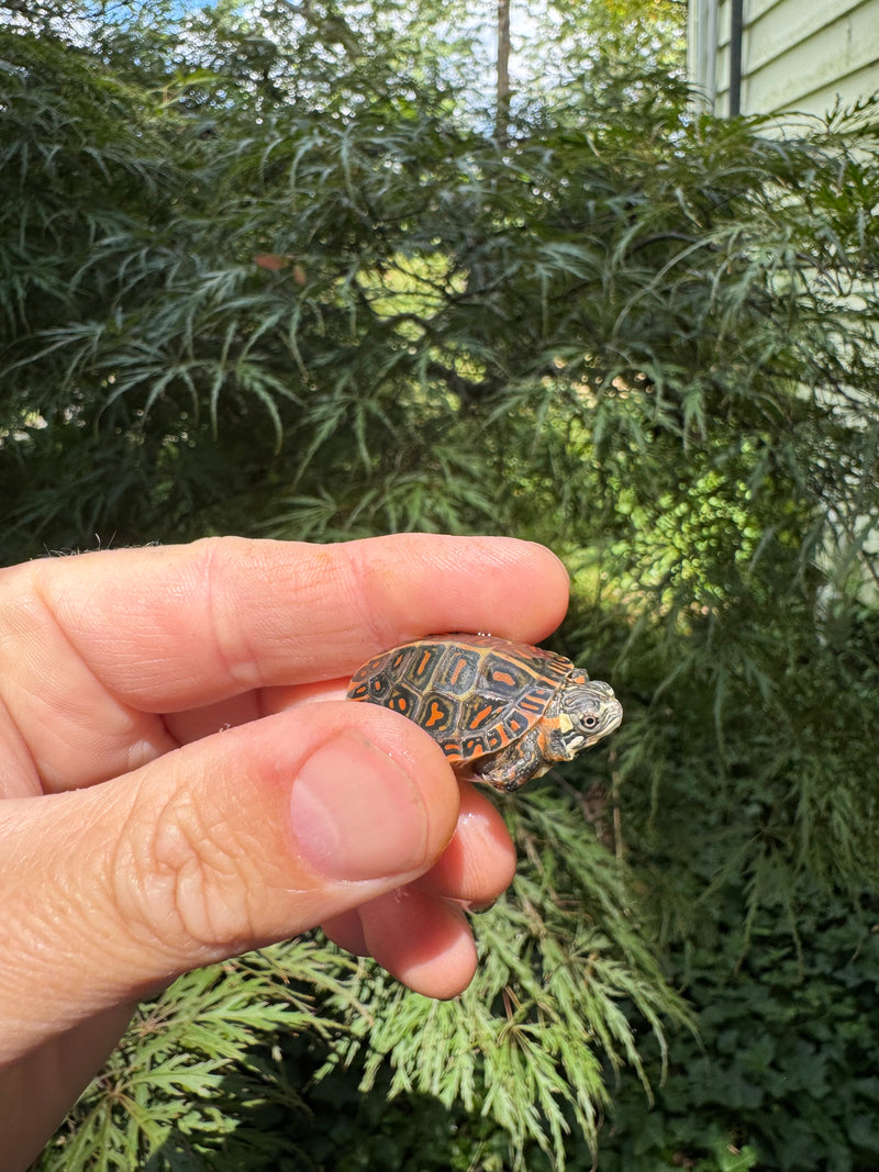 Pastel Clown Eastern Painted Turtle 2025