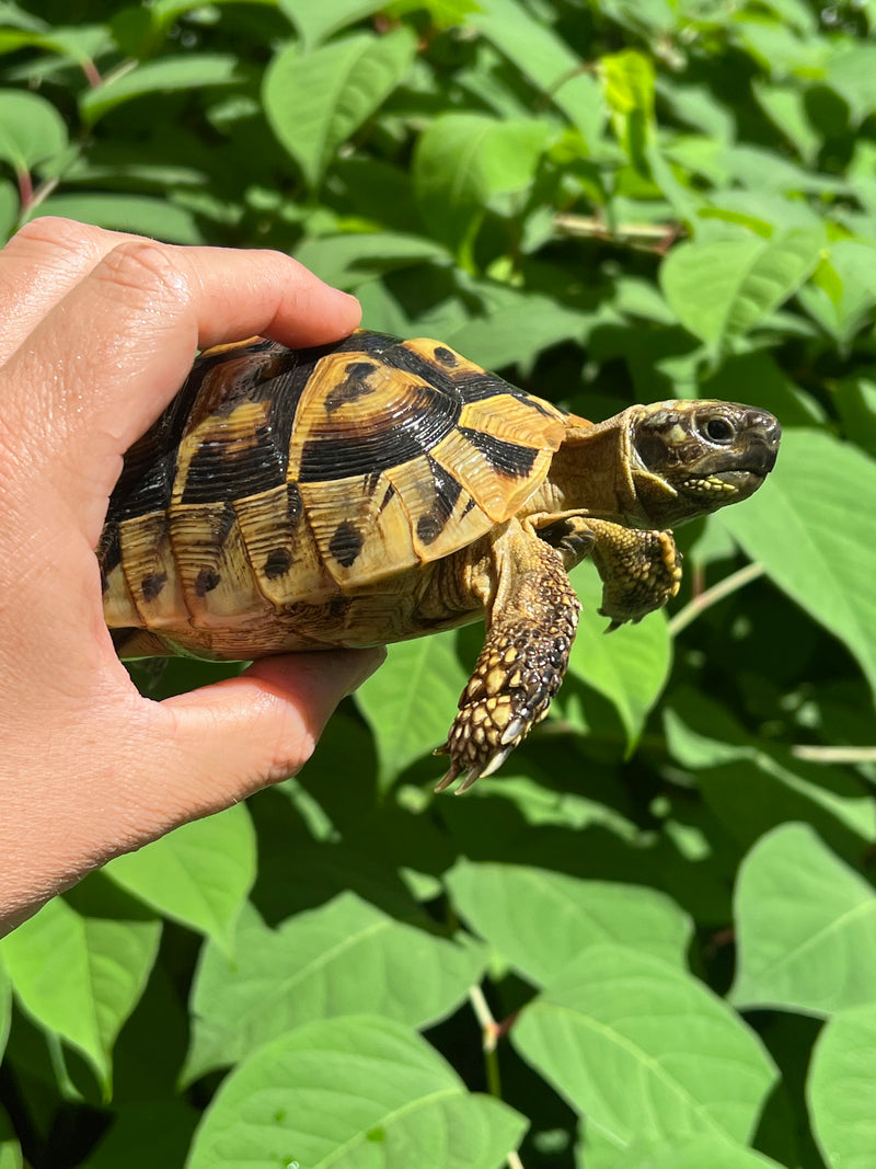 Eastern Hermann's Tortoise Female