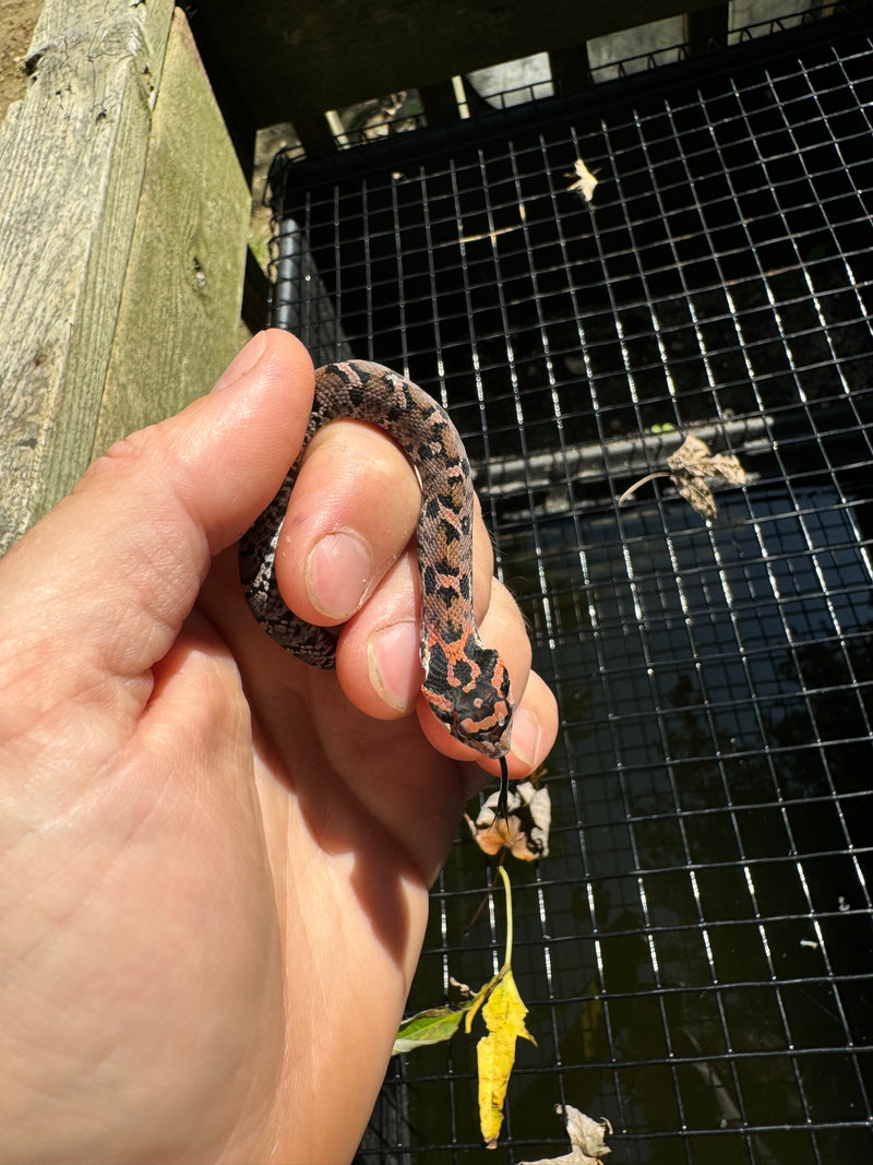 Red Eastern Hognose Snake 2024 Female