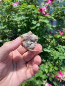 Albino Florida Snapping Turtle 2026