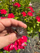 Hi Color Yellow Baby Eastern Box Turtle