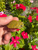 Albino T+ Florida Red Bellied Turtle 2026