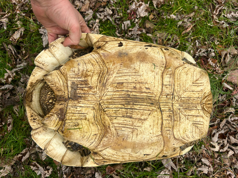 South African Giant Leopard Tortoise Adult Female