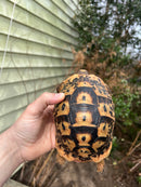 Jordanian Golden Greek Tortoise Female