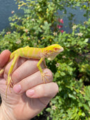 Crimson Red Albino Green Iguana 2026