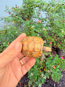 Hypomelanistic Cherryhead Red Foot Tortoise Baby 2026