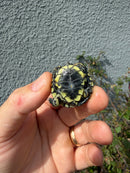 West Coast Pond Turtle Baby
