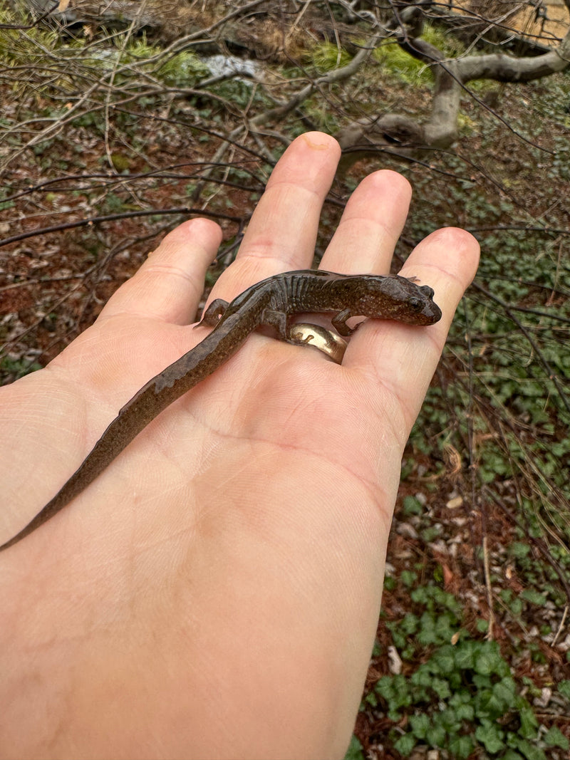 Seal Salamander (Desmognathus monticola)