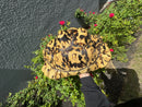 HI White Leopard Tortoise Adult Female