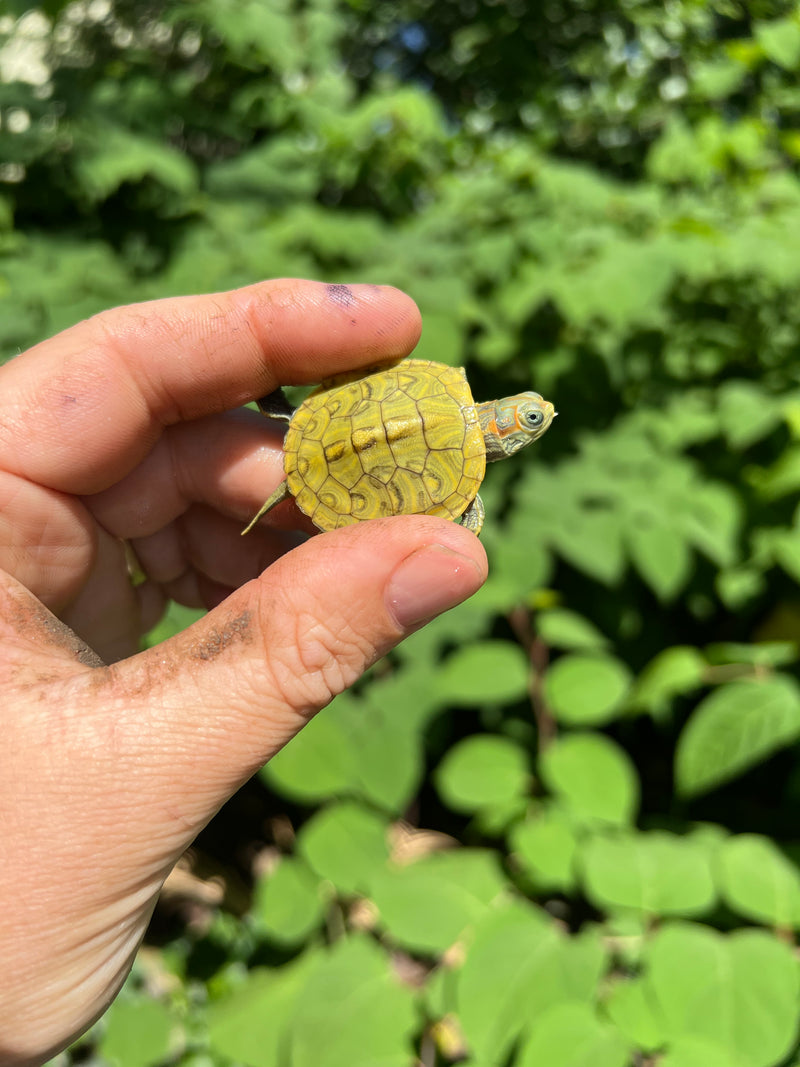 Pastel Clown Red Eared Slider Turtle 2024