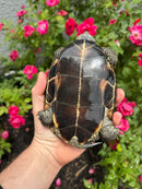 Reeves Turtles Adult Female