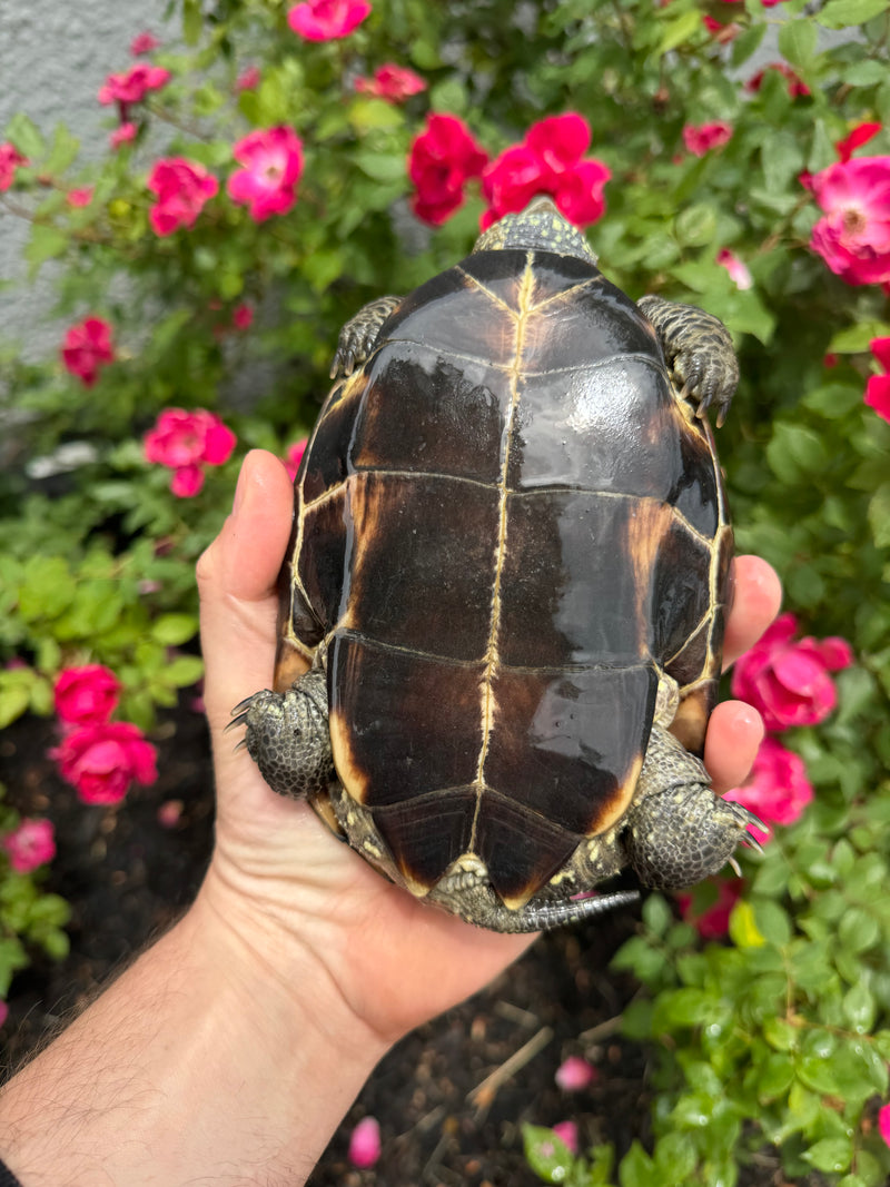 Reeves Turtle For Sale | American Reptile Distributors