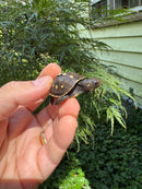 Hi Color Yellow Baby Eastern Box Turtle