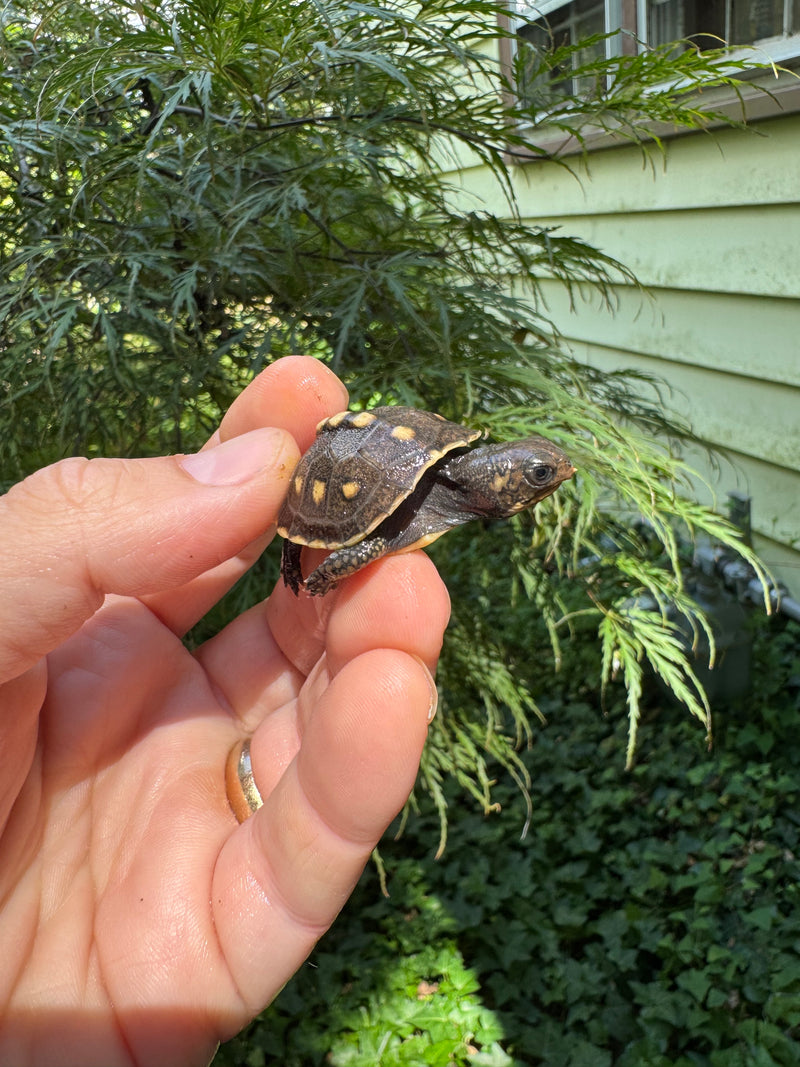 Hi Color Yellow Baby Eastern Box Turtle