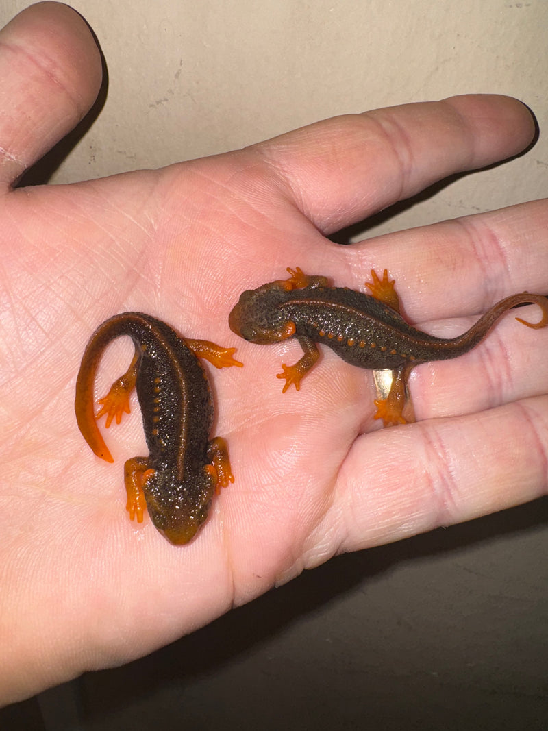 Himalayan Crocodile Newt CB Babies (Tylototriton verrucosus)