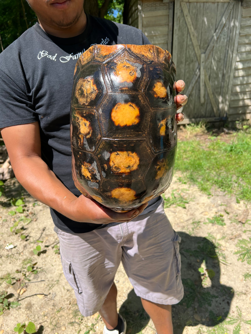 Suriname Red Foot Tortoise Adult Pair 7 XXL (Chelonoidis carbonaria)