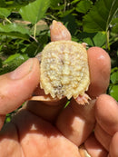 Paradox Albino Common Snapping Turtle