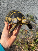 Eastern Hermann's Tortoise Adult Female