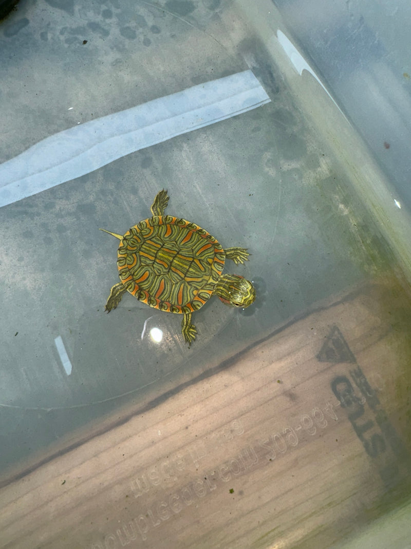 Hi Red Line Bred Pastel Red Eared Slider Turtle 2024