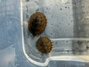 Stripe-necked Musk Turtle Juvenile Pair