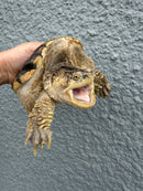 Hypomelanistic Common Snapping Turtle 2024