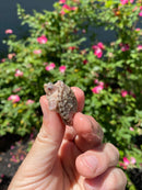 Albino Florida Snapping Turtle 2026