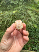 Baby Albino Common Snapping Turtle 2025 Pig Tail