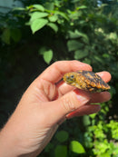 Pancake Tortoise Baby